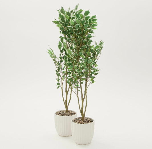 Artificial Ficus Pot